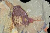 Xiphosurida Arthropod (Pos/Neg) - Horseshoe Crab Ancestor #105880-1